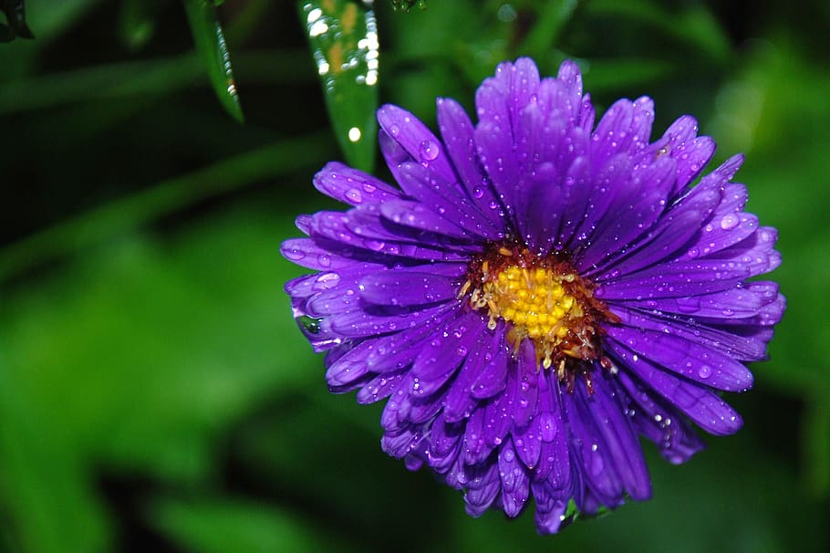 Purple Petaled Flower, bloom, blossom, close-up, flora, HD wallpaper HD wallpaper