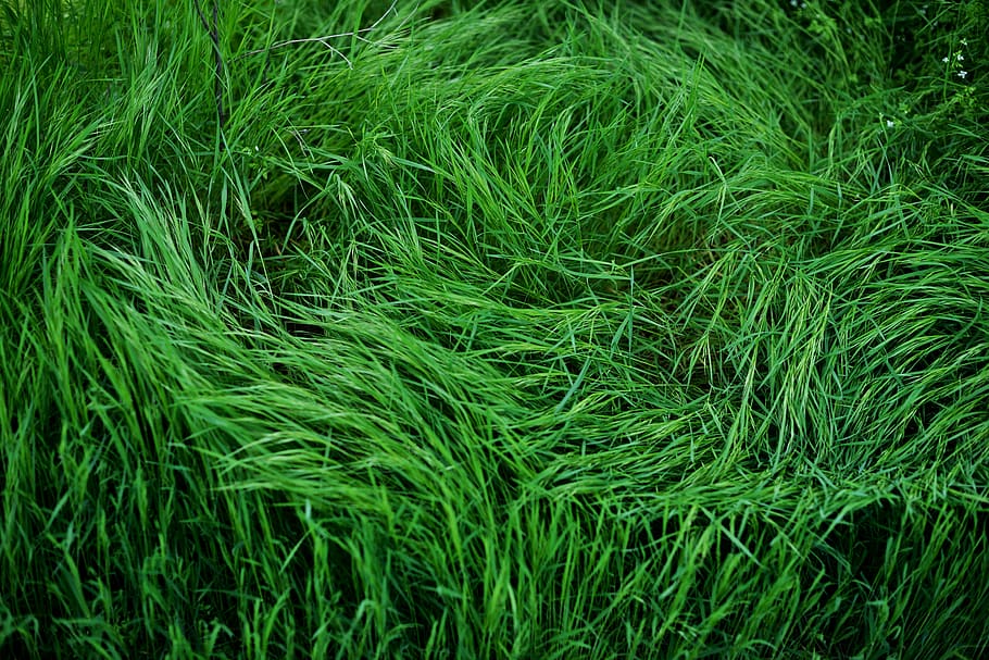 green grass, flora, plant, moss, tree, conifer, green color, growth HD wallpaper