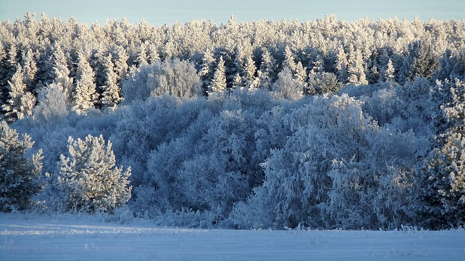 winter, forest, trees, snow, landscape, frost, sun, shadow HD wallpaper
