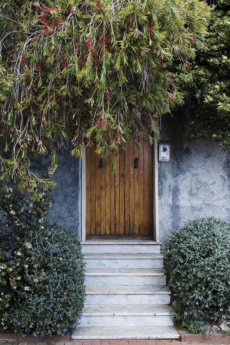 green leafed plant, growth, architecture, built structure, entrance HD wallpaper