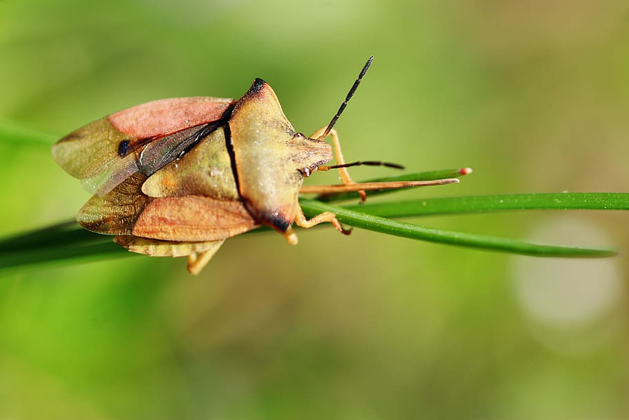 carpocoris fuscispinus, northern fruit bug, insect, nature HD wallpaper