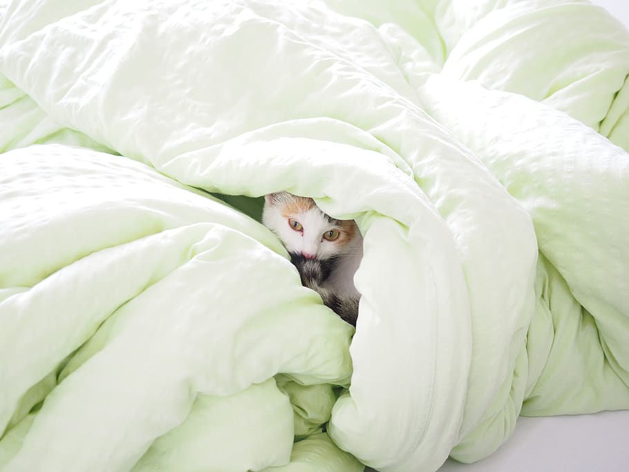 cat, bed, blanket, duvet, hide, kitty, one animal, animal themes HD wallpaper