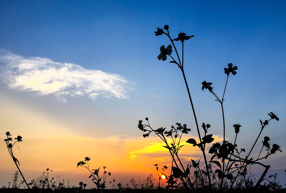 flower, landscape, sunset, sky, plant, silhouette, beauty in nature HD wallpaper