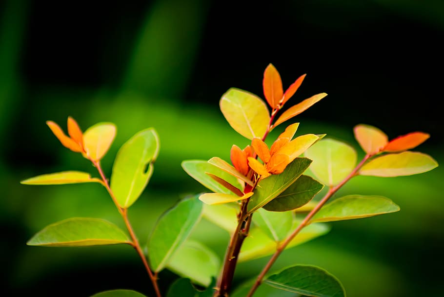 tropical, leaf, leaves, isolated, plant, white, background HD wallpaper