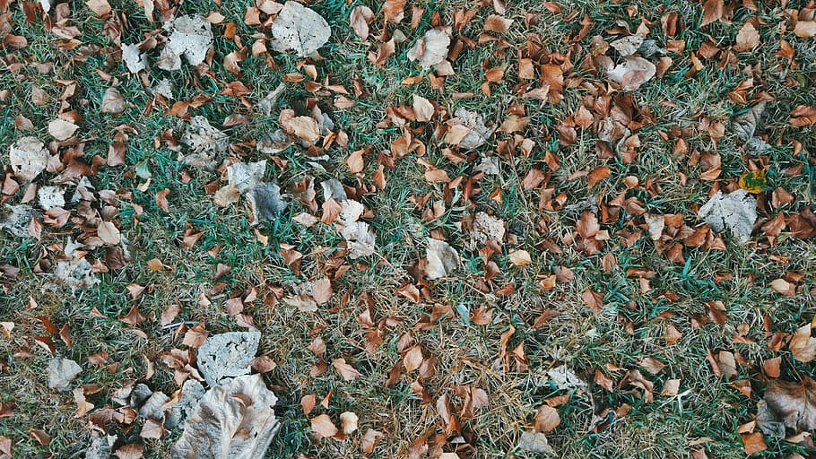 portugal, barcelos, land, leaf, plant part, high angle view HD wallpaper