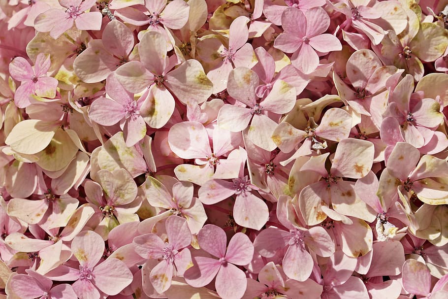 hydrangea, flowers, nature, beautiful, flora, background, summer HD wallpaper