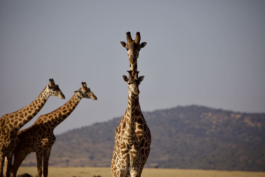 four brown giraffes standing, animal, animal themes, animal wildlife HD wallpaper