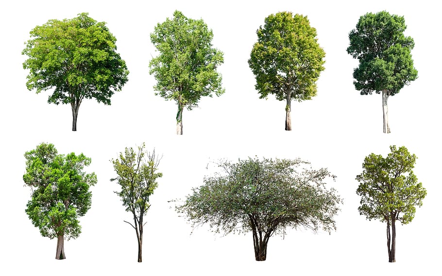 tree, isolated, nature, green, summer, deciduous trees, plant HD wallpaper