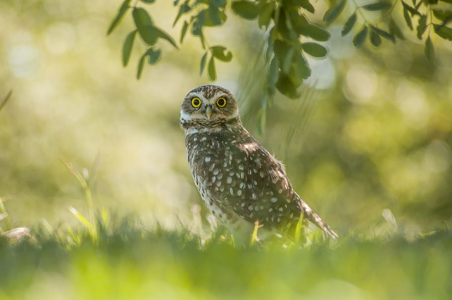 brown owl under green leaf, animal, bird, hawk, buzzard, tree HD wallpaper