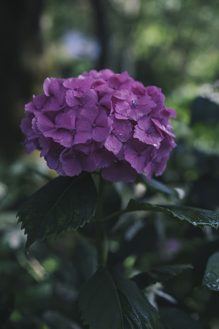 flowering plant, beauty in nature, close-up, vulnerability HD wallpaper