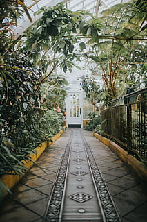 gray and yellow pathway, garden, outdoors, arbour, plant, conservatory of flowers HD wallpaper