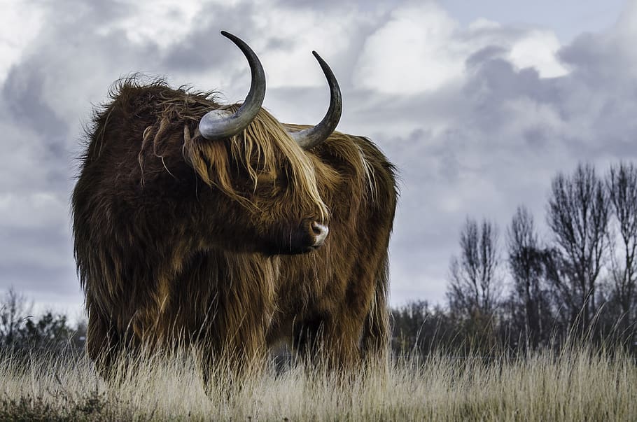 Brown Buffalo, animal, bull, farm, grass, grassland, livestock