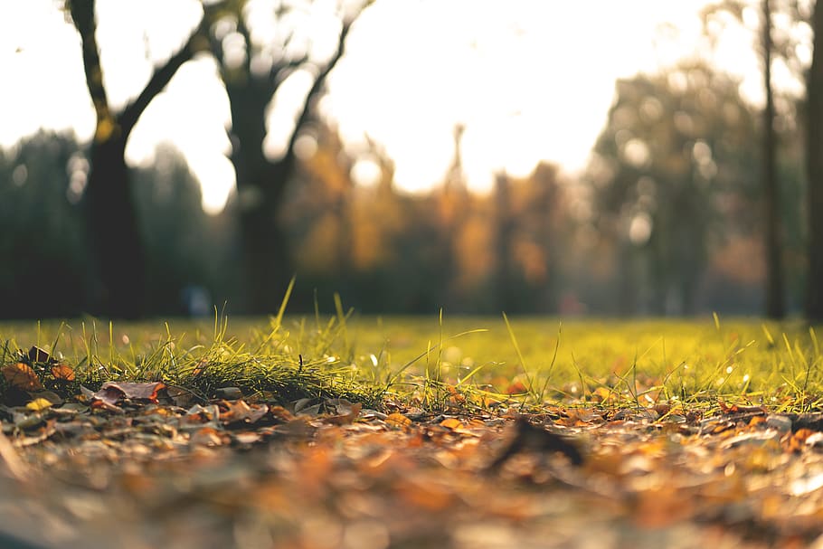 green grass, plant, tree, selective focus, nature, field, leaf HD wallpaper