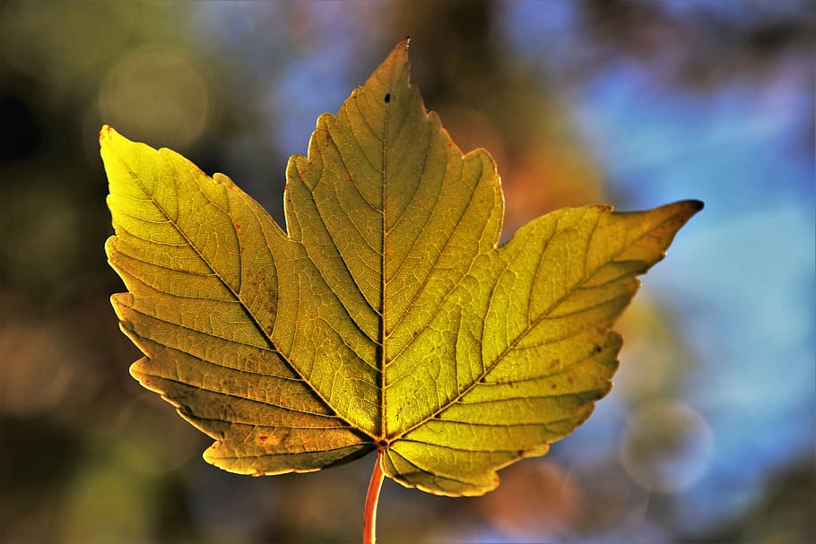 autumn, leaf, collapse, bokeh, season, colorful, leaves, plant HD wallpaper