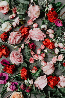 Flowers flat lay, flatlay, roses, valentines, red, pink, lovely HD wallpaper