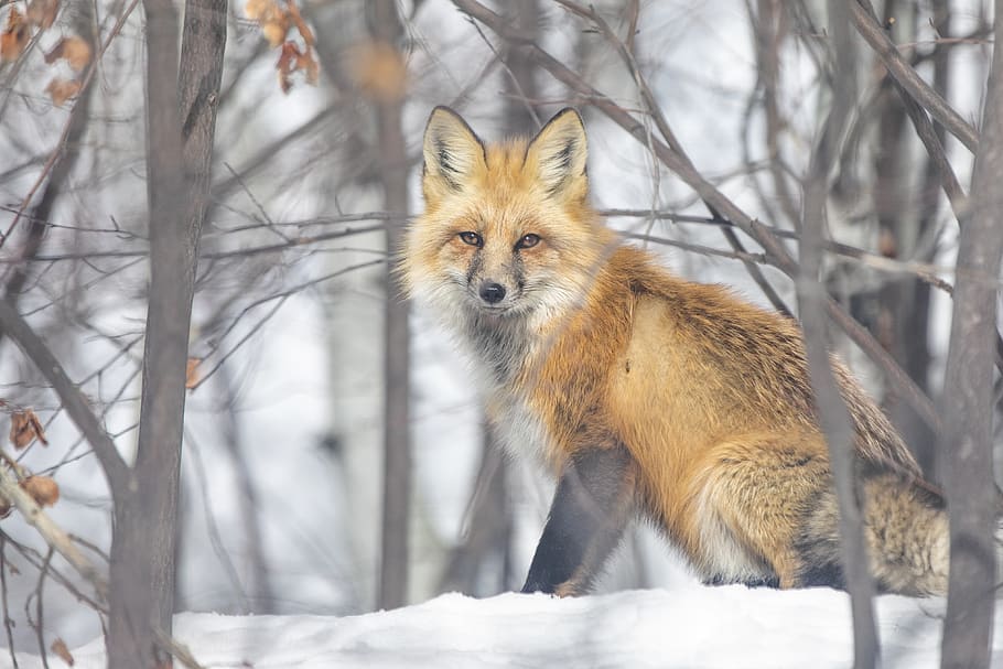 brown fox, one animal, snow, animal themes, winter, cold temperature HD wallpaper