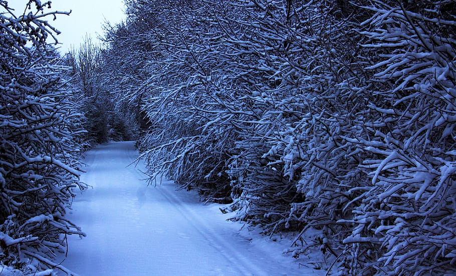 trees, snow, forrest, pathway, nature, winter, cold temperature HD wallpaper