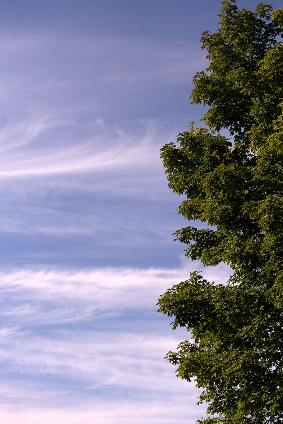 Green Leaf Tree Overlooking White Clouds and Blue Sky, bright HD wallpaper
