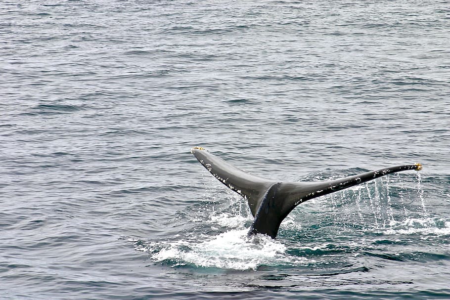 whale on ocean, sea life, mammal, animal, united states, newport beach HD wallpaper