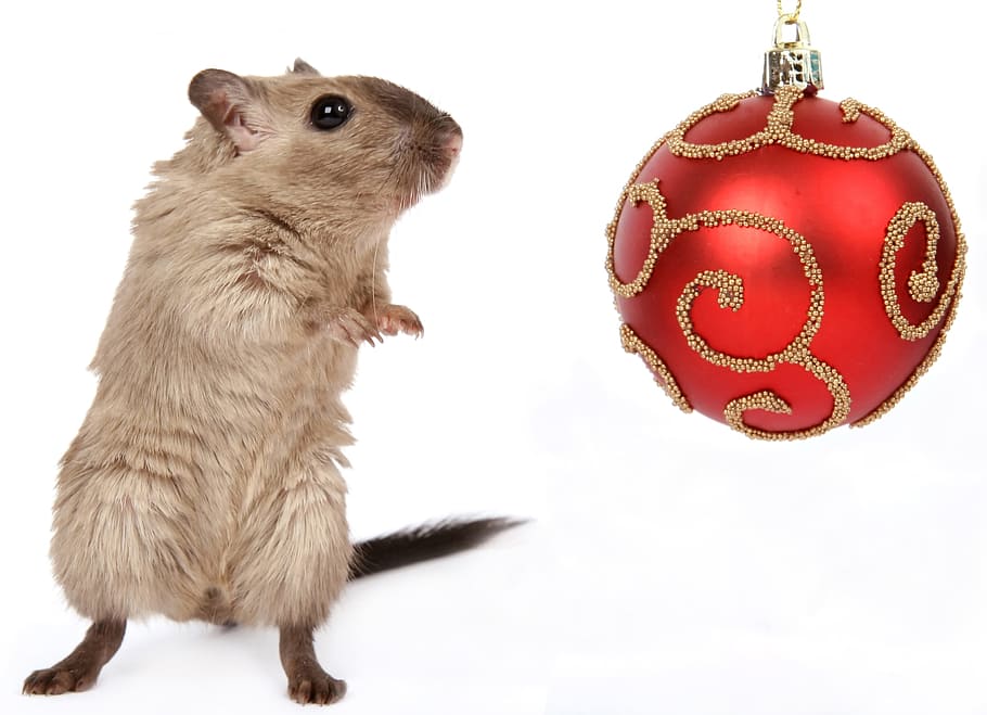mouse, mice, animal, fast, quick, white, white background, animal themes HD wallpaper