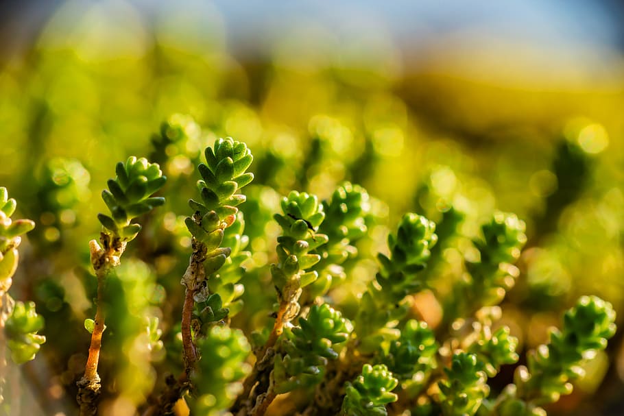 macro, spring, green, nature, plant, close up, flora, fresh HD wallpaper