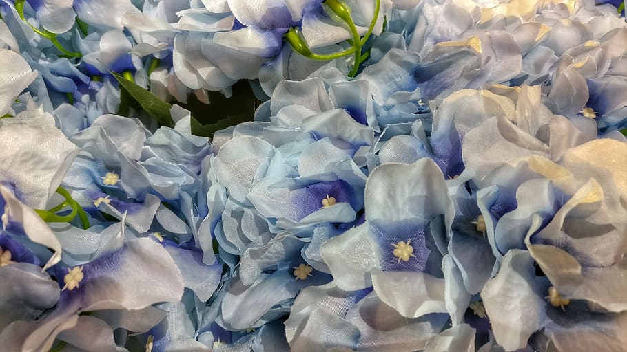 flower, nature, flowering plant, full frame, beauty in nature HD wallpaper