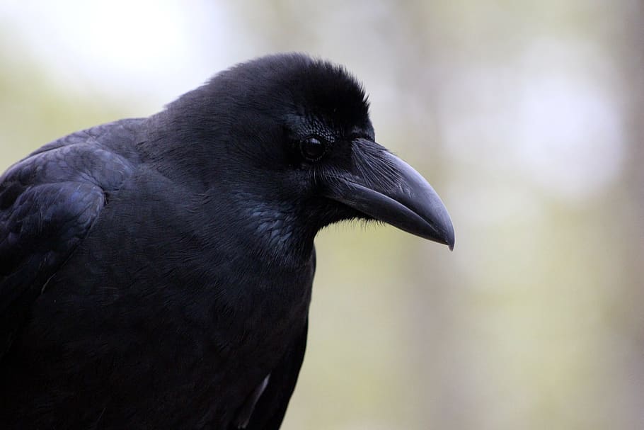 a crow, corvus macrorhynchos, bird, living nature, animals HD wallpaper