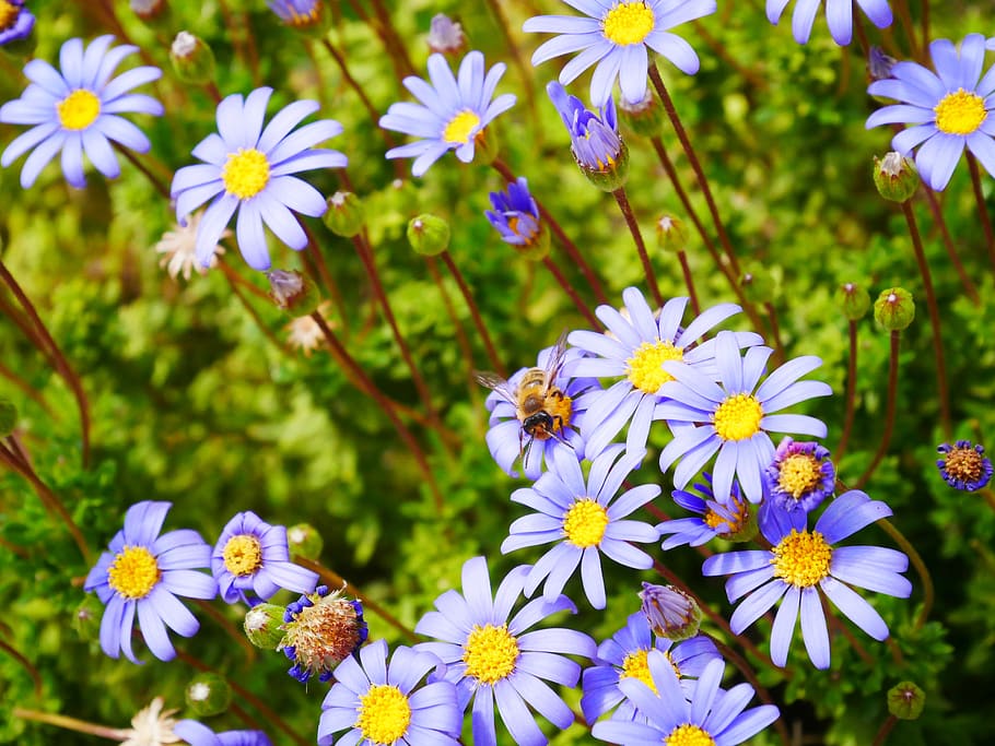flowers, purple, yellow, bee, nature, mallorca, blossom, bloom HD wallpaper