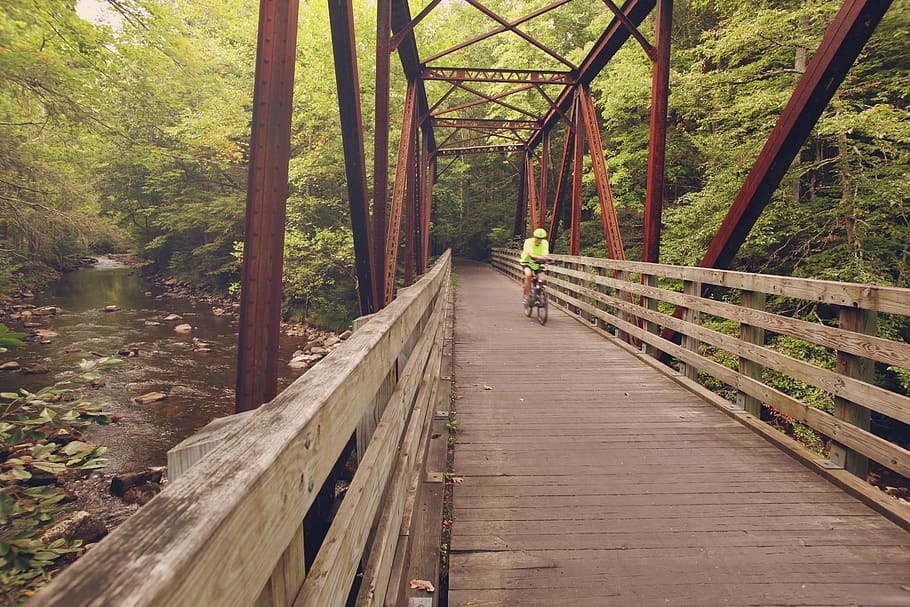 tree, direction, the way forward, plant, bridge, connection HD wallpaper