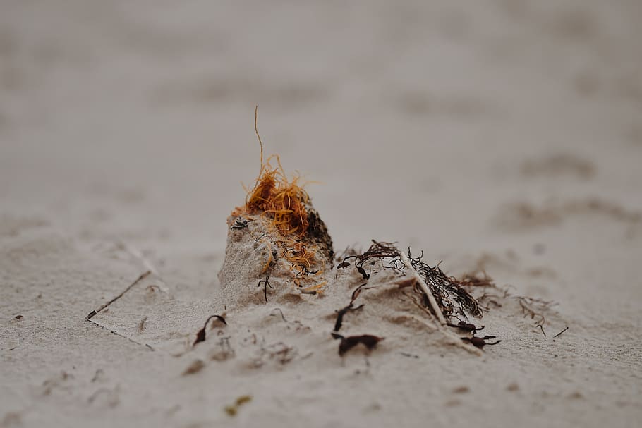 brown and white sand, ground, latvia, liepaja, flower, animal HD wallpaper