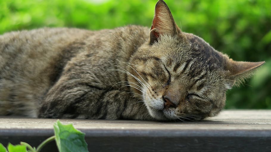 cat, animal, animal themes, mammal, domestic cat, feline, pets HD wallpaper