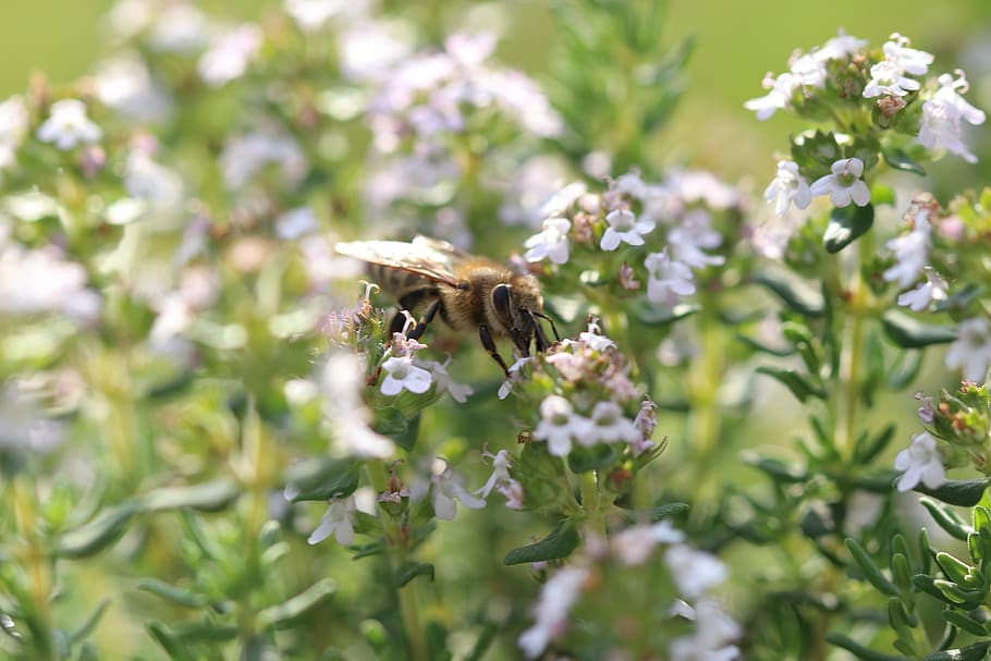 bee, flowers, macro, close up, honey bee, sprinkle, insect HD wallpaper