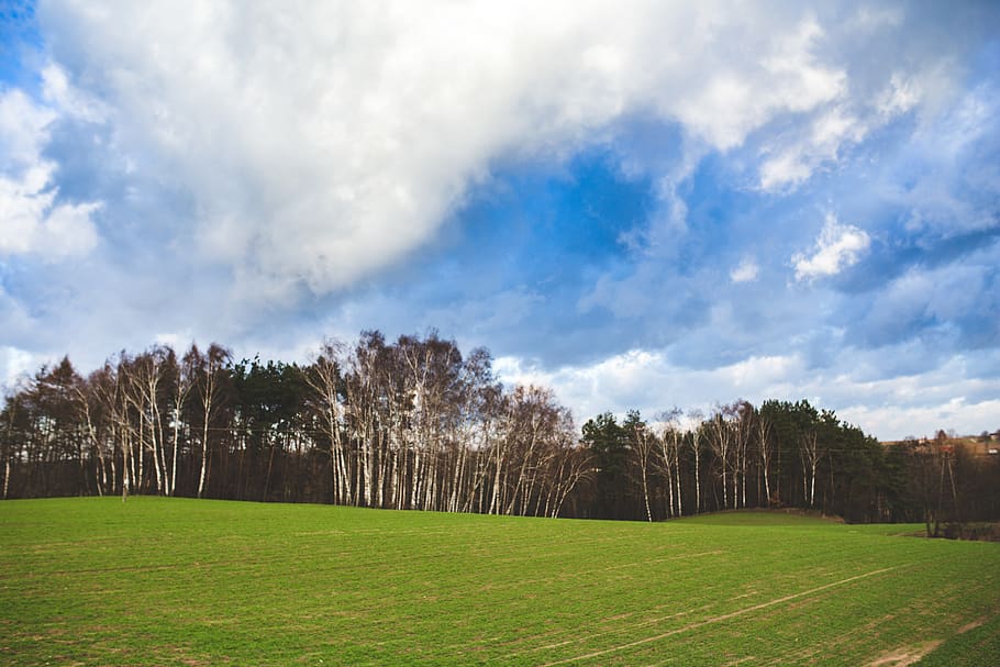 Green field and blue sky, clouds, grass, landscape, nature, scenic HD wallpaper