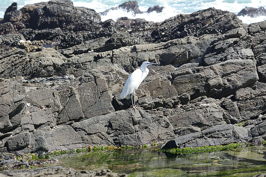 solid, rock, rock - object, water, bird, animals in the wild HD wallpaper