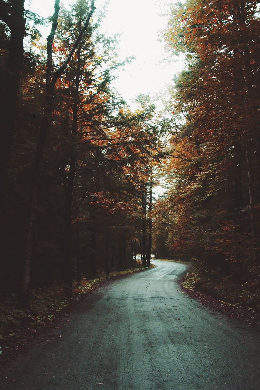 pathway surrounded with trees, road, forest, gloomy, wet, rain HD wallpaper