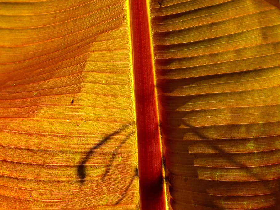 plant, texture, design, urban, leave, leaf, pattern, no people HD wallpaper