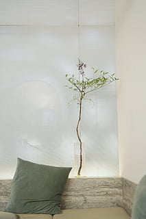 gray throw pillow inside room, home decor, cushion, plant, tree HD wallpaper