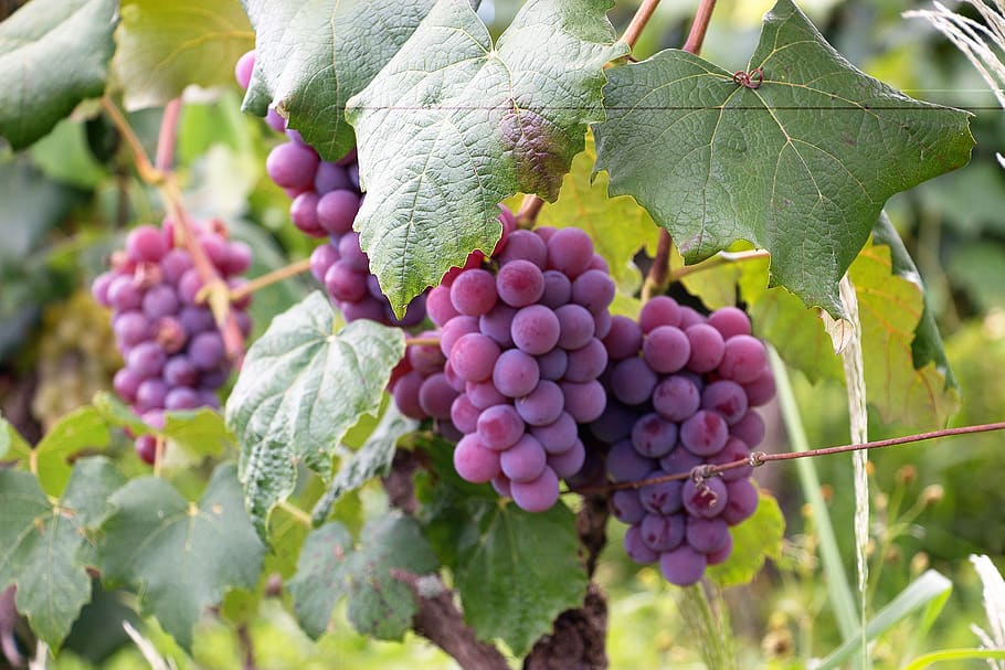 Purple Grapes, berry, branches, bunch, close-up, cluster, color HD wallpaper