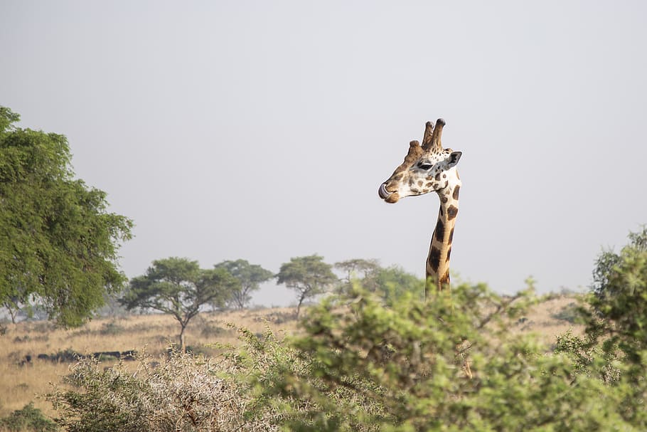brown giraffe head behind tree during daytime, animal, one animal HD wallpaper