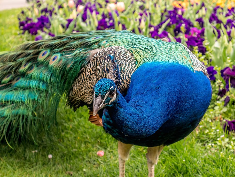 peacock, feather, animal, colorful, zoo, nature, bird, butterfly, HD wallpaper