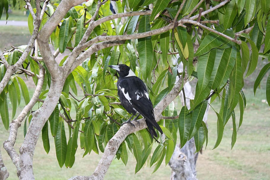 magpie, bird, australia, tree, fauna, aves, black, white, beak, HD wallpaper