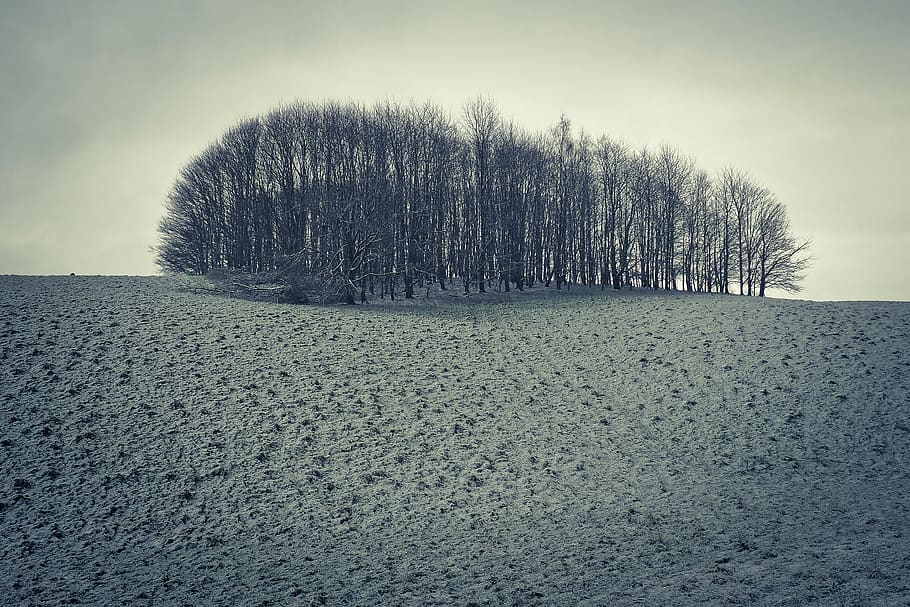nature, landscape, trees, winter, silhouette, twilight, mood HD wallpaper