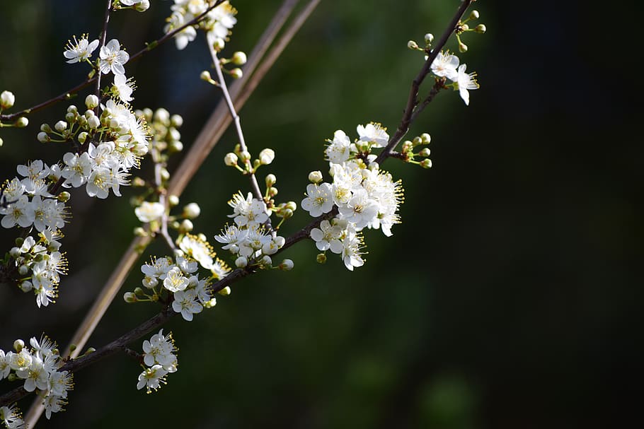 tree, flowers, flowering plant, freshness, fragility, vulnerability HD wallpaper