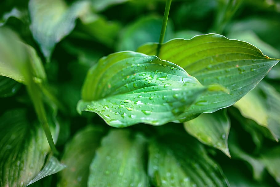 leaf, drop, water drops, rain, green, greenery, nature, garden HD wallpaper