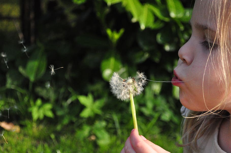 Girl Blowing White Dandelion Flower, child, cute, kid, person HD wallpaper