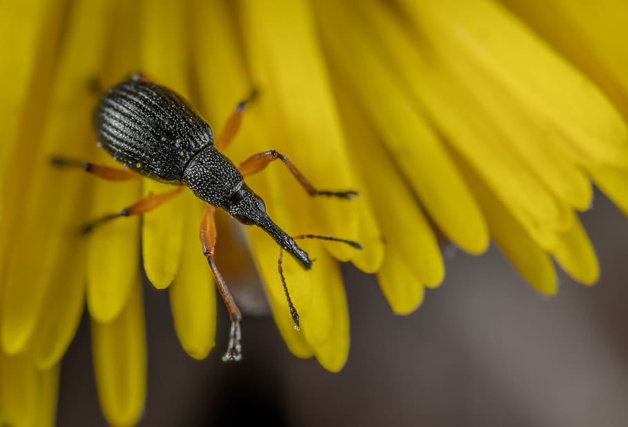 Weevil Closeup Photography, beetle, bug, close-up, flora, flower HD wallpaper