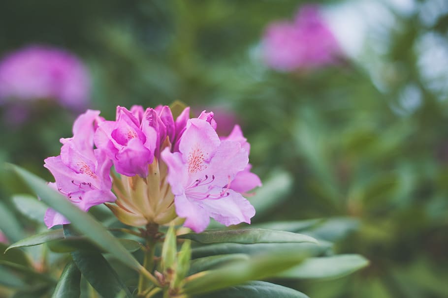 Shallow Focus Photography of Pink Petaled Flowers, azalea, beautiful HD wallpaper
