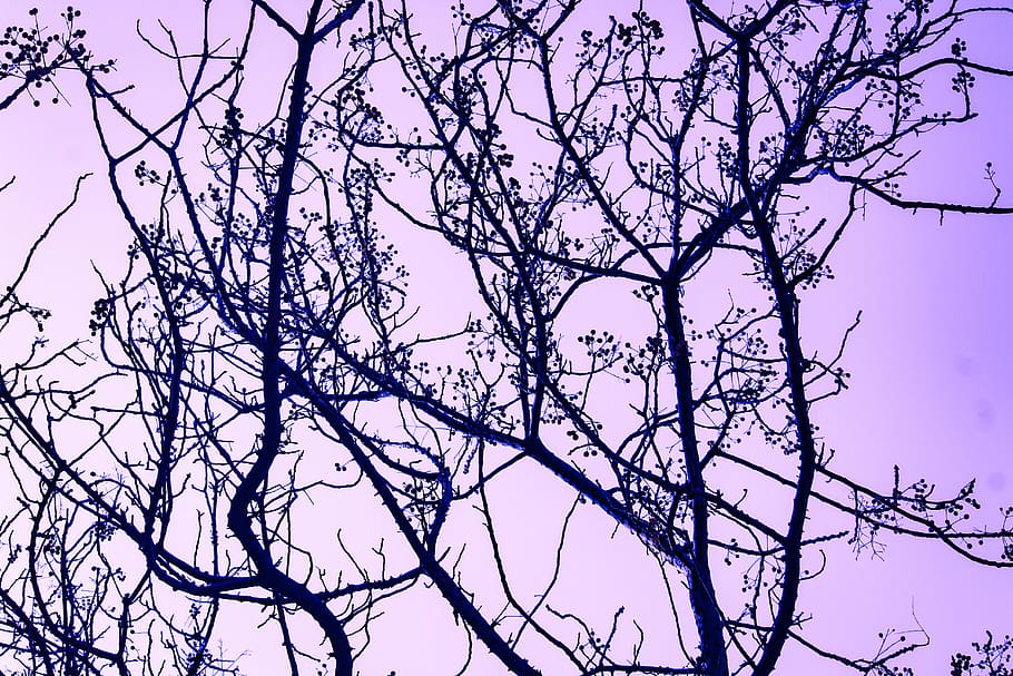 Photography of Tree Branches, dawn, dusk, fall, nature, outdoors HD wallpaper