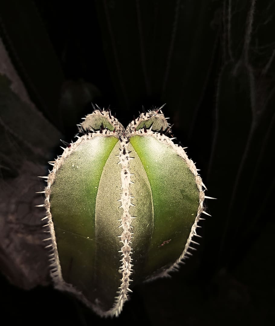 mexico, close-up, plant, growth, no people, beauty in nature HD wallpaper