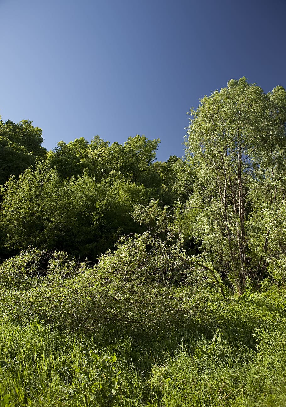 summer, scene, landscape, trees, sky, hill, view, wood, blue HD wallpaper